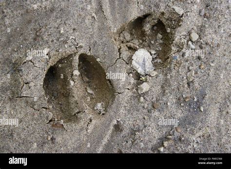 Deer tracks hi-res stock photography and images - Alamy