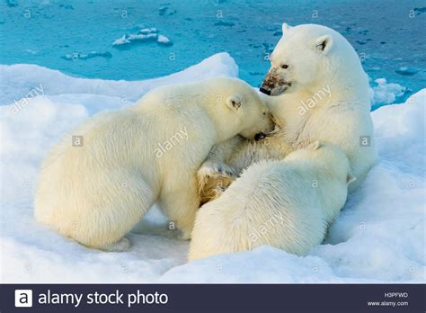 Mother polar bear nursing two cubs, 2nd year, Polar Bear Pass ...