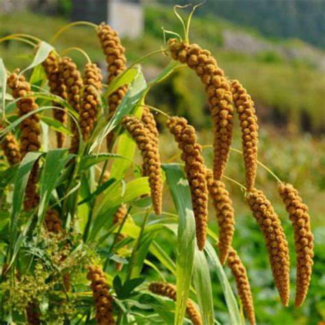 Foxtail Millet: Nutrition, Health Benefits, Ayurvedic Uses – B&B Organics