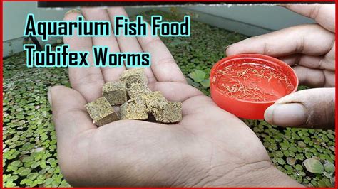 Tubifex Worms Fish Food For All Types Of Aquarium Fish | nano.hmu.gr