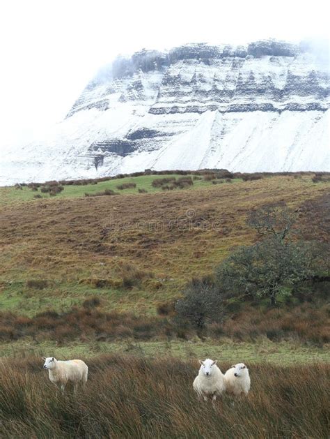 Sheep in Field on Farmland at Foot of Snow-covered Benbulben Mountain ...