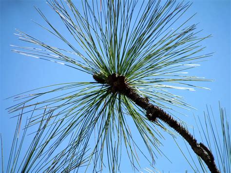 Alabama State Tree | Southern Longleaf Pine