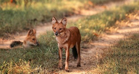 Dhole-Wild-dog | Pugdundee Safaris