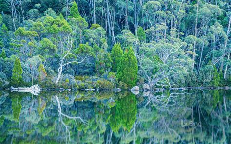 Mount Field National Park - Bing Wallpaper (42981975) - Fanpop