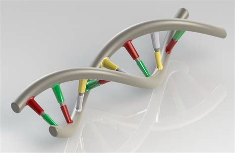 DNA Strand free 3D Model .stl .sldprt .sldasm .slddrw - CGTrader.com