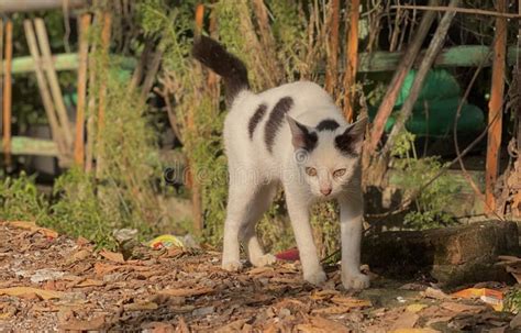 White and Black Captured Cat Jump Scared Stock Image - Image of cute, cats: 277157367