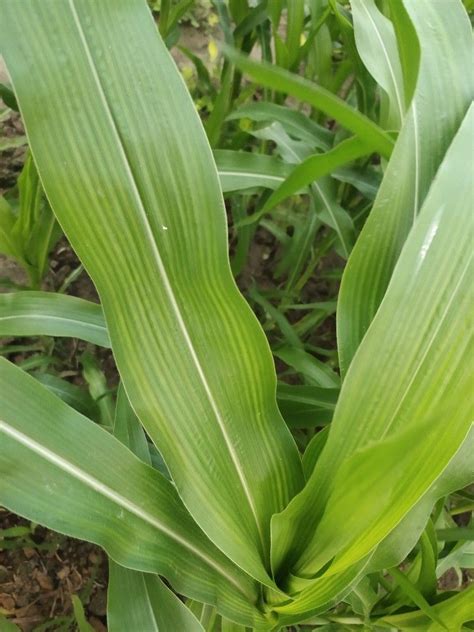 Parallel venation. | Plants, Garden