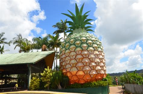 The Big Pineapple | Woombye | Big Things Of Australia