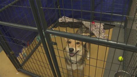 San Diego Humane Society is at over capacity and needs your help | cbs8.com