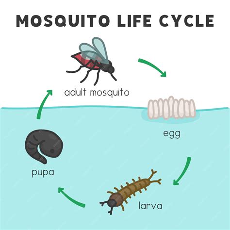 Mosquito Life Cycle Clipart