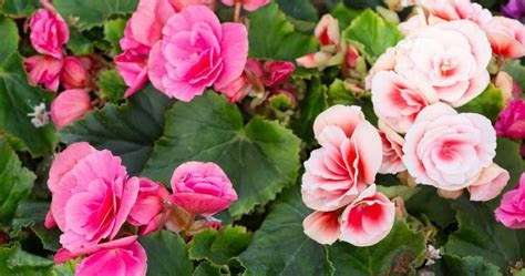 Planting Tuberous Begonia Bulbs For Showy Bloom