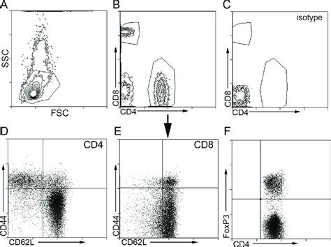 Gating strategy used for flow cytometry of splenocytes. Splenocytes... | Download Scientific Diagram