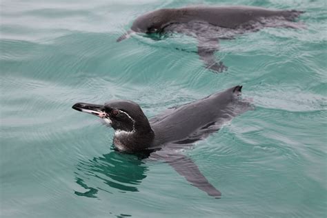 Galapagos Penguin Facts, Habitat, Diet, Life Cycle, Baby, Pictures