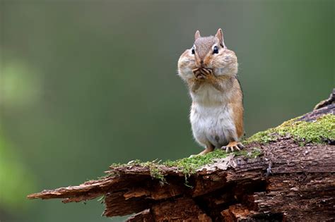 Eastern Chipmunk With Its Cheek Pouches Full Of Food Stock Photo - Download Image Now - iStock