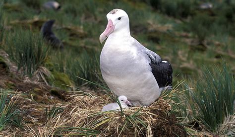 Albatross – Detectives wanted | Polarjournal