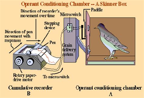 A picture of the Skinner Box - His way of testing his theory | Operant ...