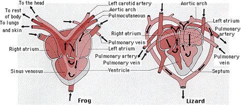 Frog Heart Anatomy - Anatomy Book