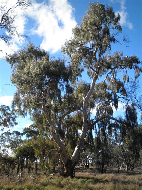 National Trust - Yellow Gum (Eucalyptus leucoxylon)