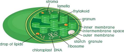 Stroma Illustrations, Royalty-Free Vector Graphics & Clip Art - iStock