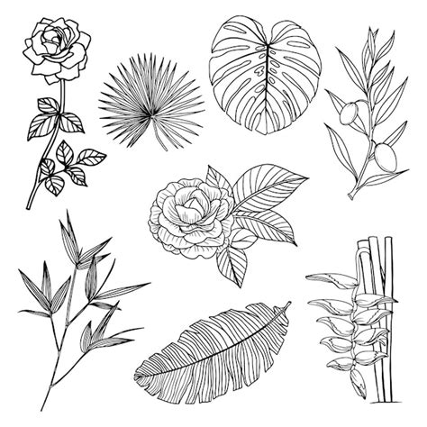 Premium Vector | Set of Flower and leaf line art flora clipart