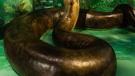 World's largest snake at natural history museum