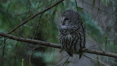 Barred Owl Hooting | Here's a short video of one of the owls… | Flickr