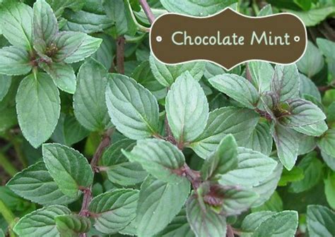 I Bought a Chocolate Mint Plant... What Now? in 2020 | Chocolate mint plant, Peppermint plants ...