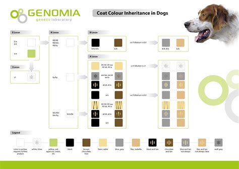 Genomia: Coat color - dogs