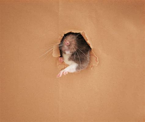 Rat Holes, Your Home, and Stopping a Rodent Invasion | Eco Bear