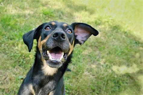 12 Doberman Mixed Breeds (With Pictures) | Hepper