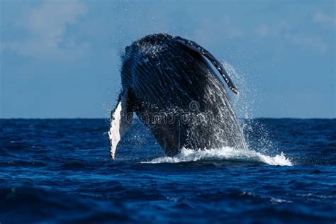 Humpback whale breaching. stock photo. Image of breaching - 116296650