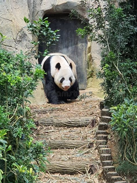 Panda at the Zoo in Singapore Stock Photo - Image of singapore, green ...