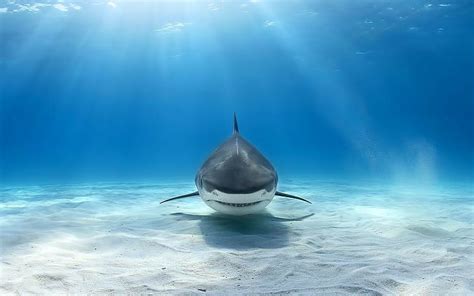 HD wallpaper: animals, Great White Shark, underwater | Wallpaper Flare