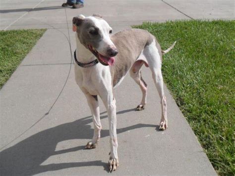 Whippet & Italian Greyhound Mix for Sale in Saint Charles, Missouri Classified | AmericanListed.com