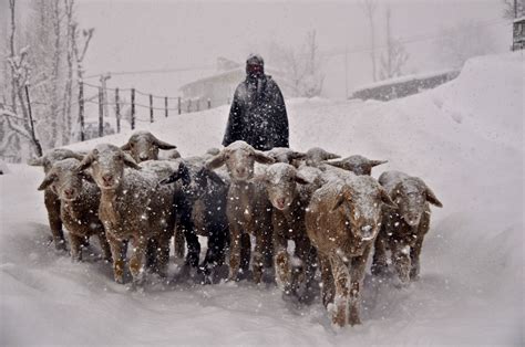 The Smiling Sheep at Mamaleshwara Hill, Pehelgam, Kashmir, India