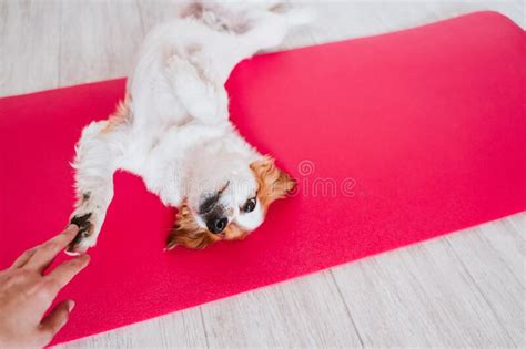 Cute Small Jack Russell Dog Lying on a Yoga Mat at Home with Her Owner ...