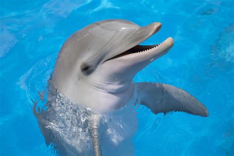 Device assesses dolphins' health via their blowholes