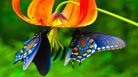 Cute Butterflies Are Hanging On Flowers 4K HD Butterfly Wallpapers | HD Wallpapers | ID #59339