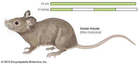 field mouse and house mouse story - Ashlee Staten