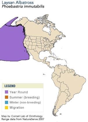 Laysan Albatross, Identification, All About Birds - Cornell Lab of Ornithology