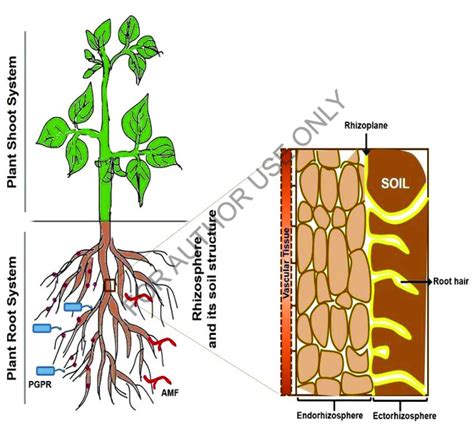 Plant Shoot Diagram