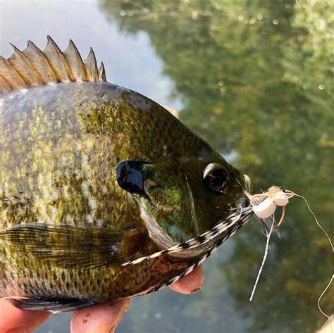 Panfish On The Fly — Late summer panfish! #panfishonthefly #panfish...