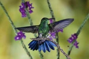 Hummingbirds - Costa Rica