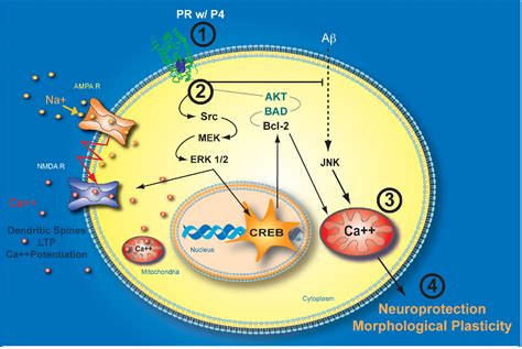 Figure 3 from Progesterone receptors: Form and function in brain | Semantic Scholar