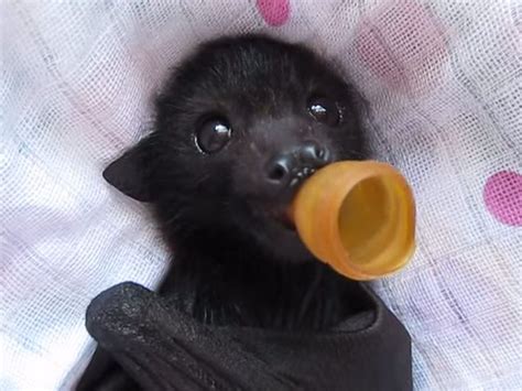 340 best Cutest Bats EVER images on Pinterest | Baby bats, Fluffy pets ...