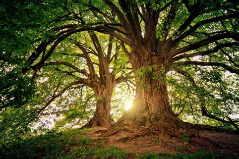 Ancient Tree Wallpapers - Top Free Ancient Tree Backgrounds - WallpaperAccess