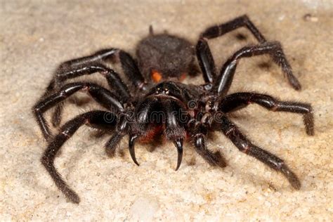 Sydney Funnel Web Spider stock image. Image of highly - 267263519