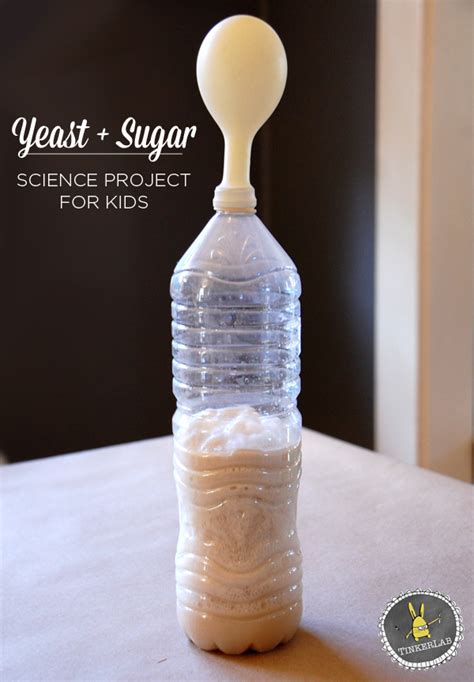 Yeast and Sugar Science Fair Project | TinkerLab