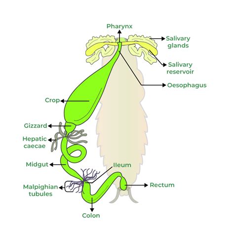 Anatomy of Cockroach - Parts, Body Structure, Examples, and FAQs