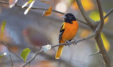 What is the State Bird of Maryland? Meet the Oriole Bird